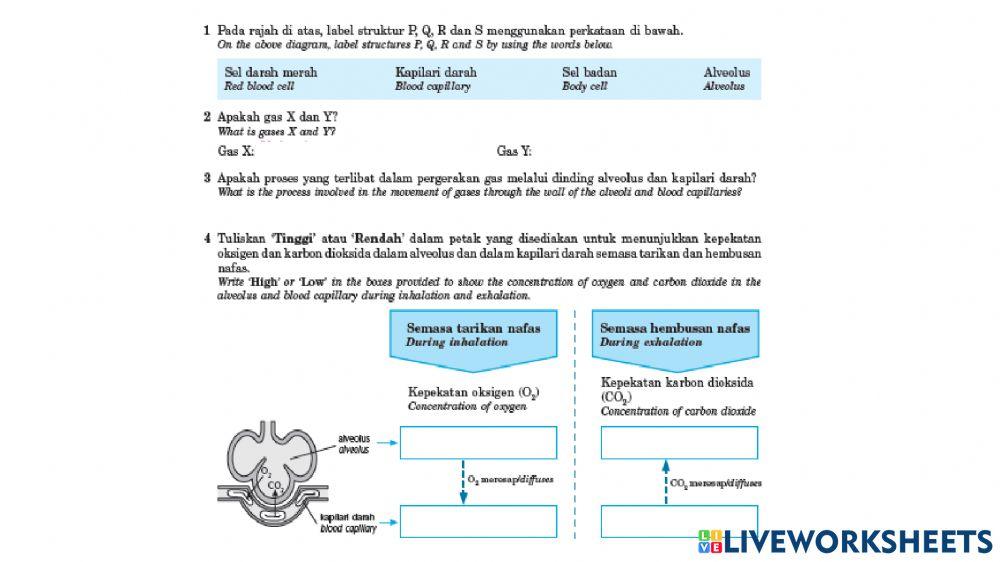 2.2 Pertukaran gas dalam badan