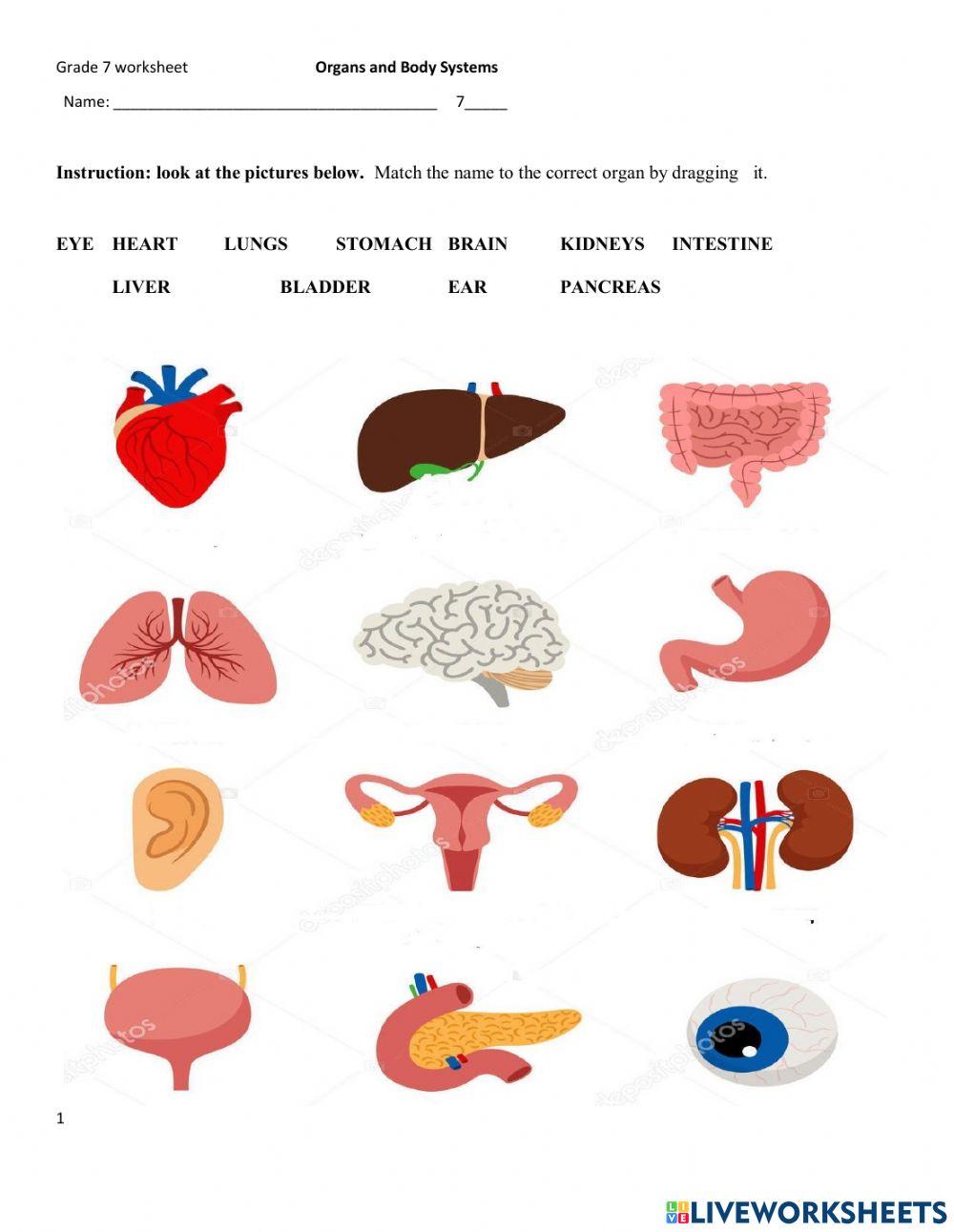 Organs and Body systems