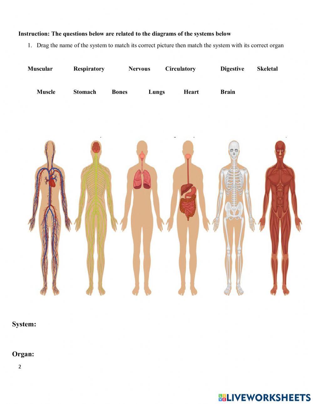 Organs and Body systems