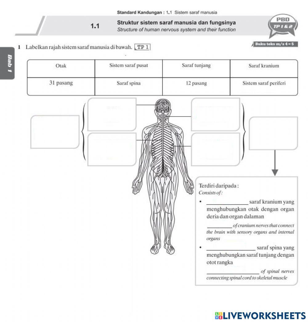 Bab 1: Rangsangan & Gerak Balas