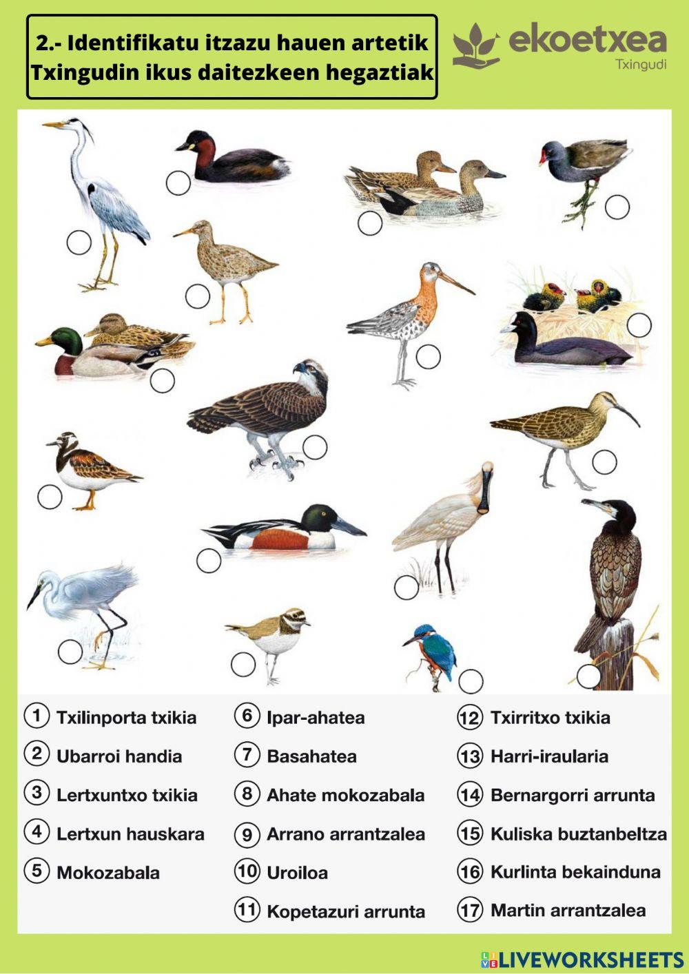 Plaiaundiko zenbait hegazti identifikatzen