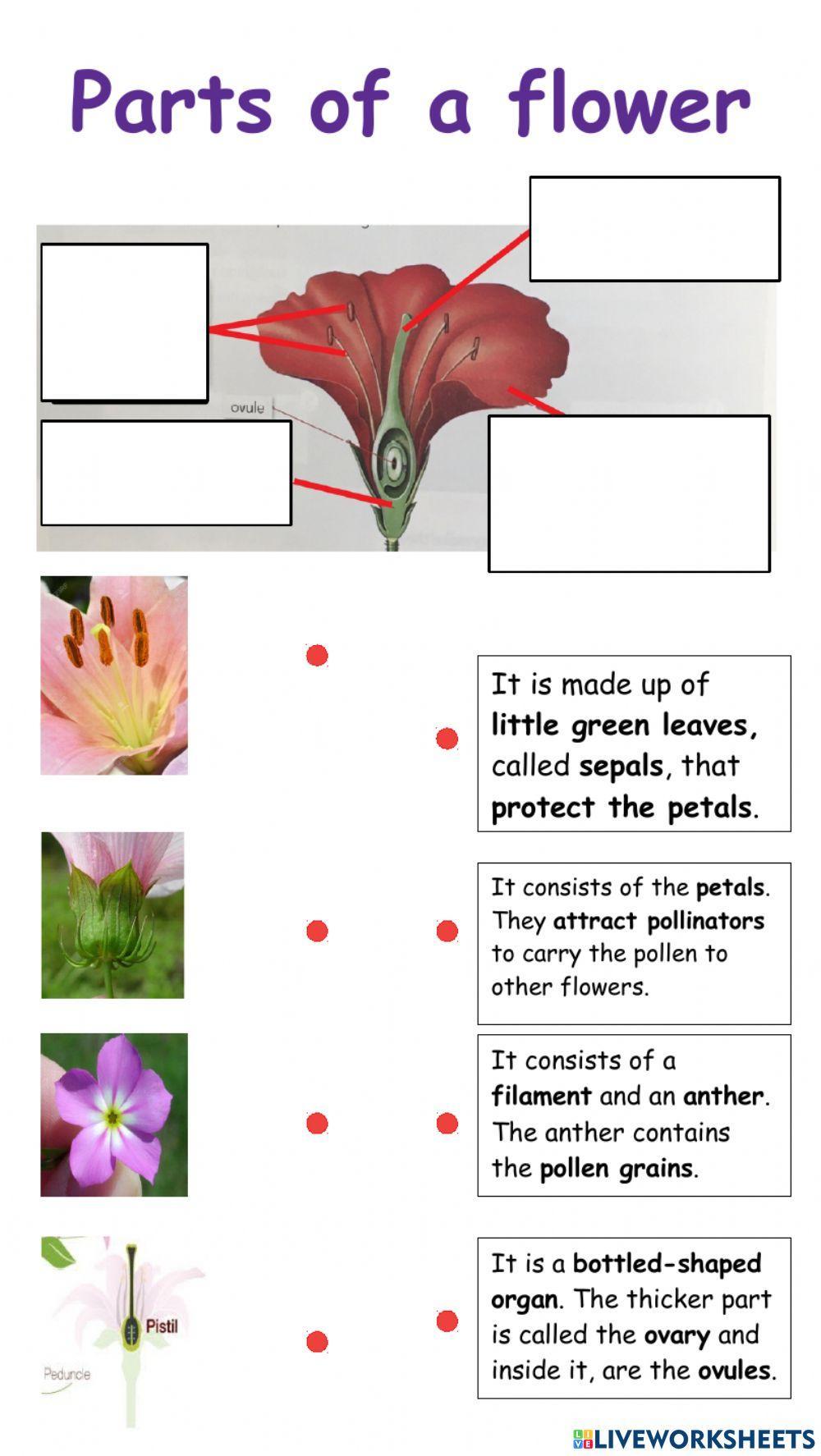 Parts of a flower