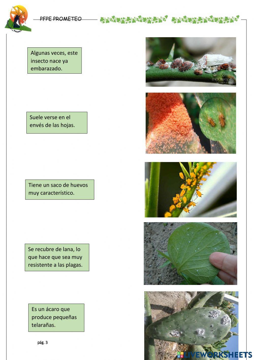 Identificar plagas 1