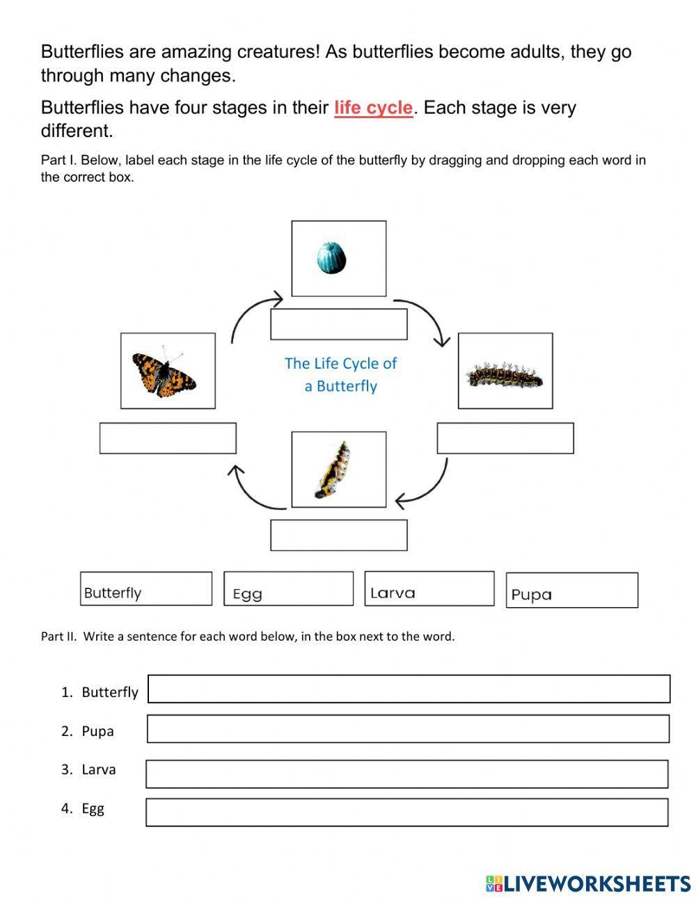 Life Cycle of a Butterfly