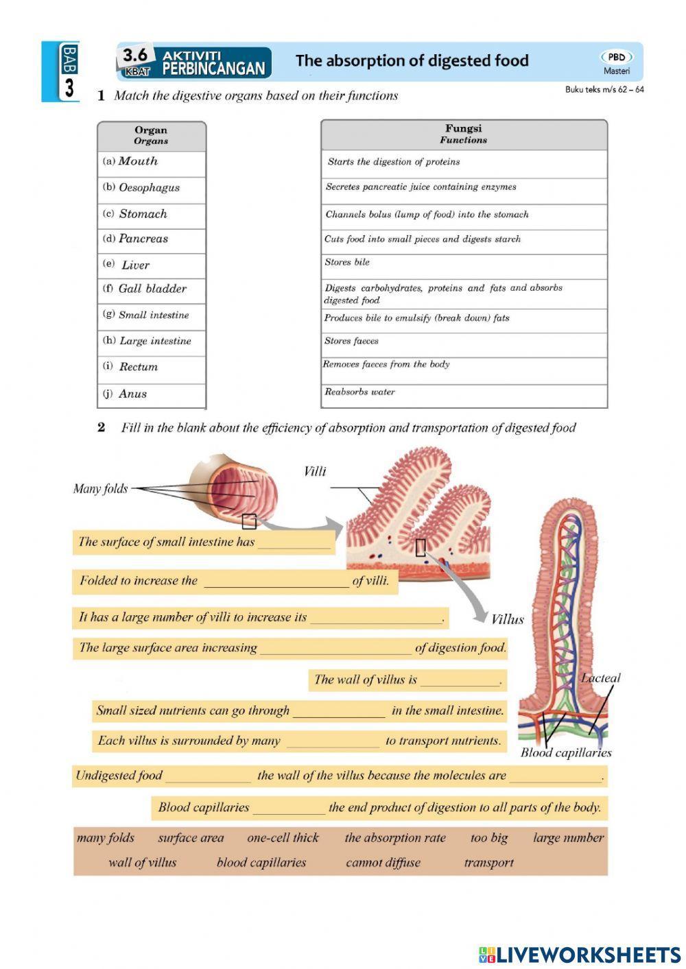 PBD 7: NUTRITION (Human Digestive System)