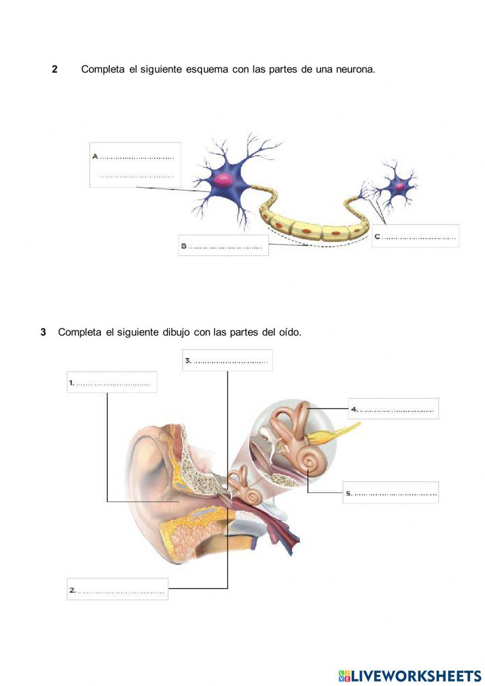 Ejercicios funciones motoras
