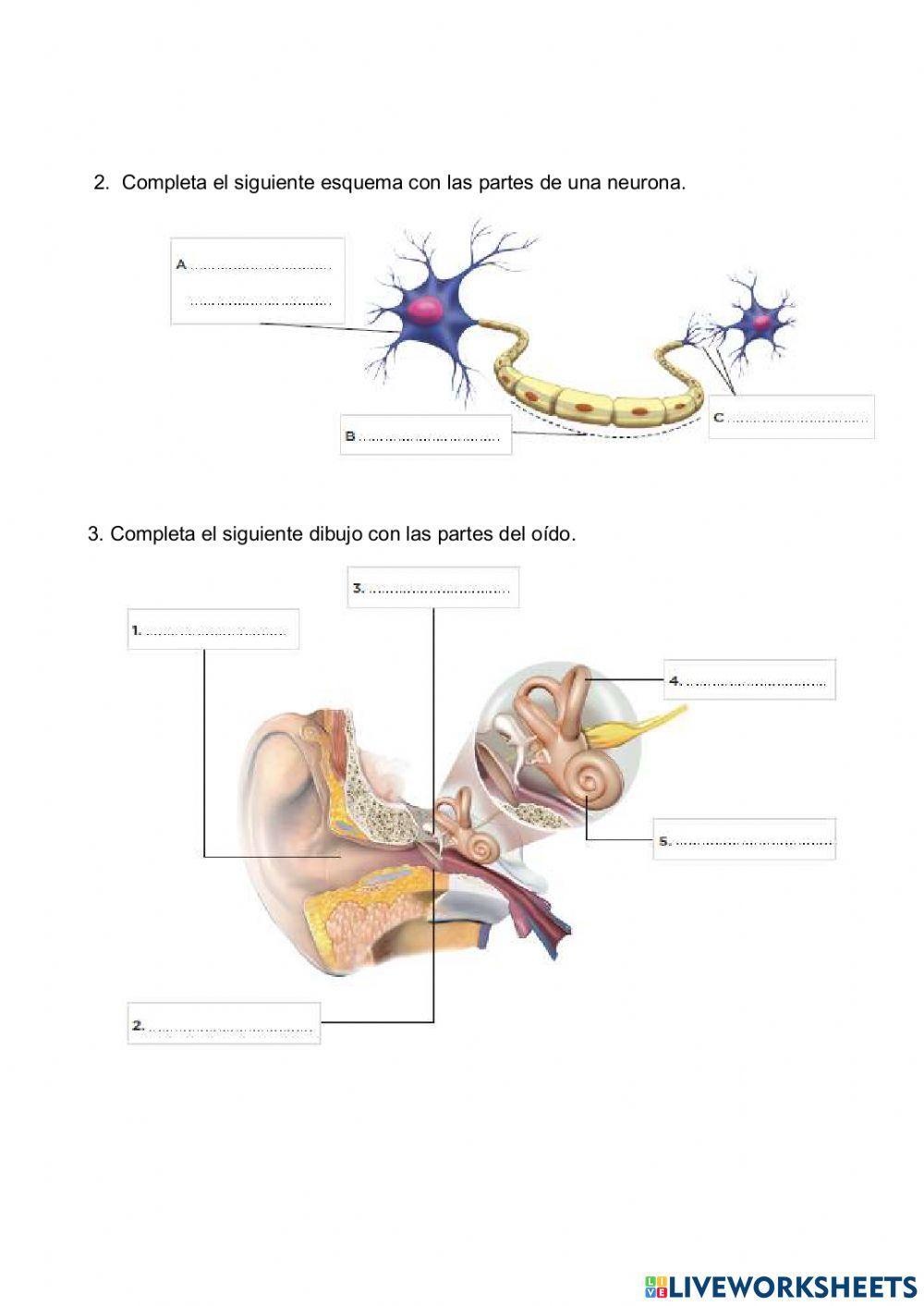 Ejercicios Funciones vitales del ser humano