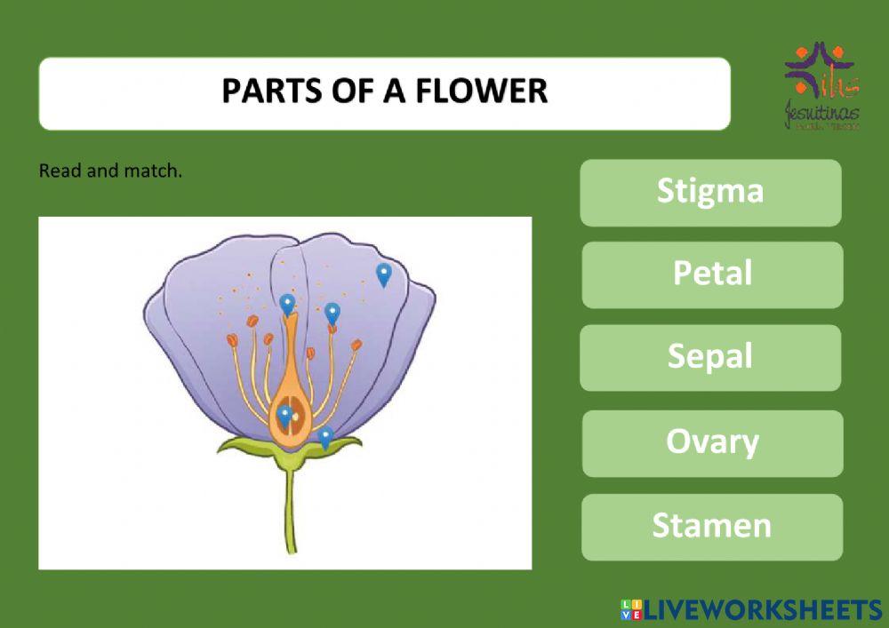 Parts of a  flower