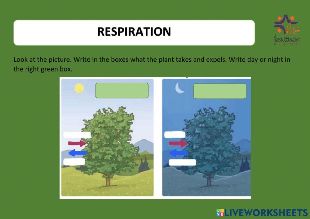 Plants respiration