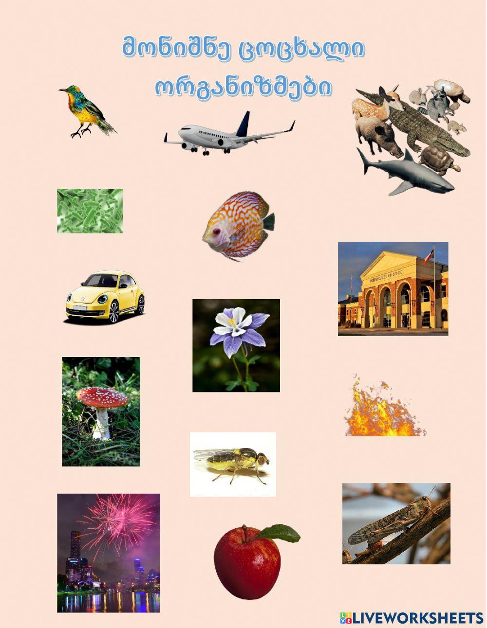 Ცოცხალი სამყარო