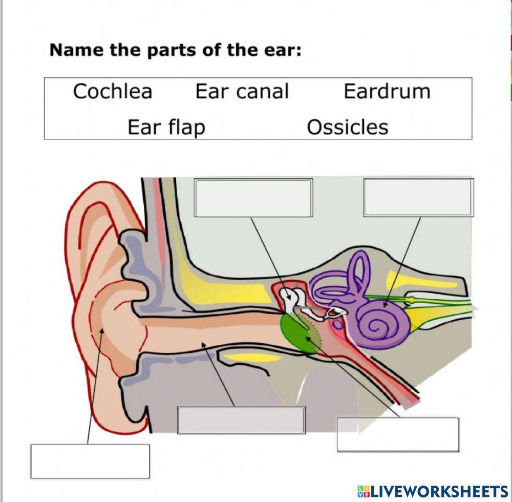 Parts of ear