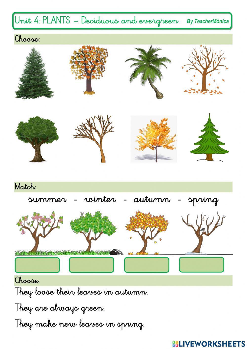Deciduous and evergreen trees