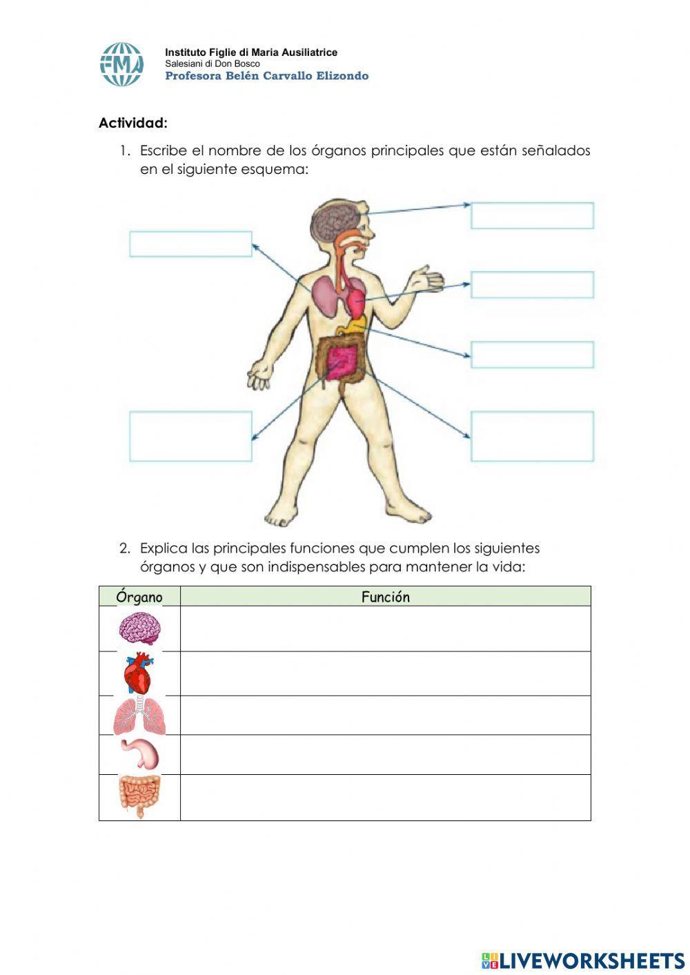Principales órganos del cuerpo humano