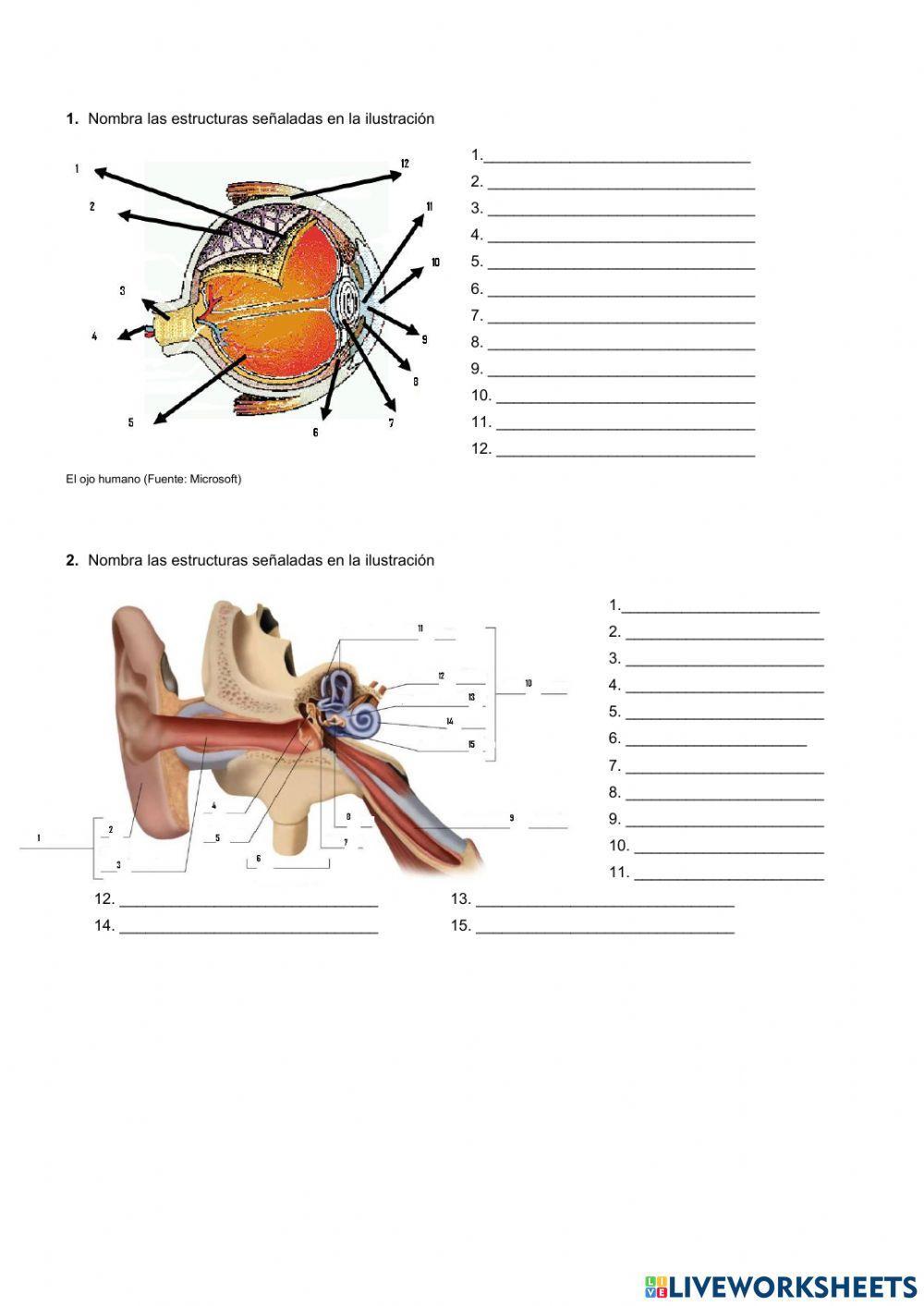 Receptores y efectores. Estímulos y respuestas