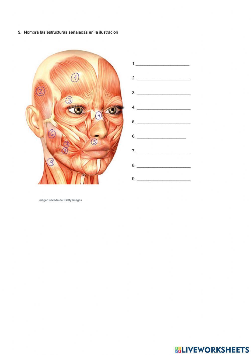 Receptores y efectores. Estímulos y respuestas