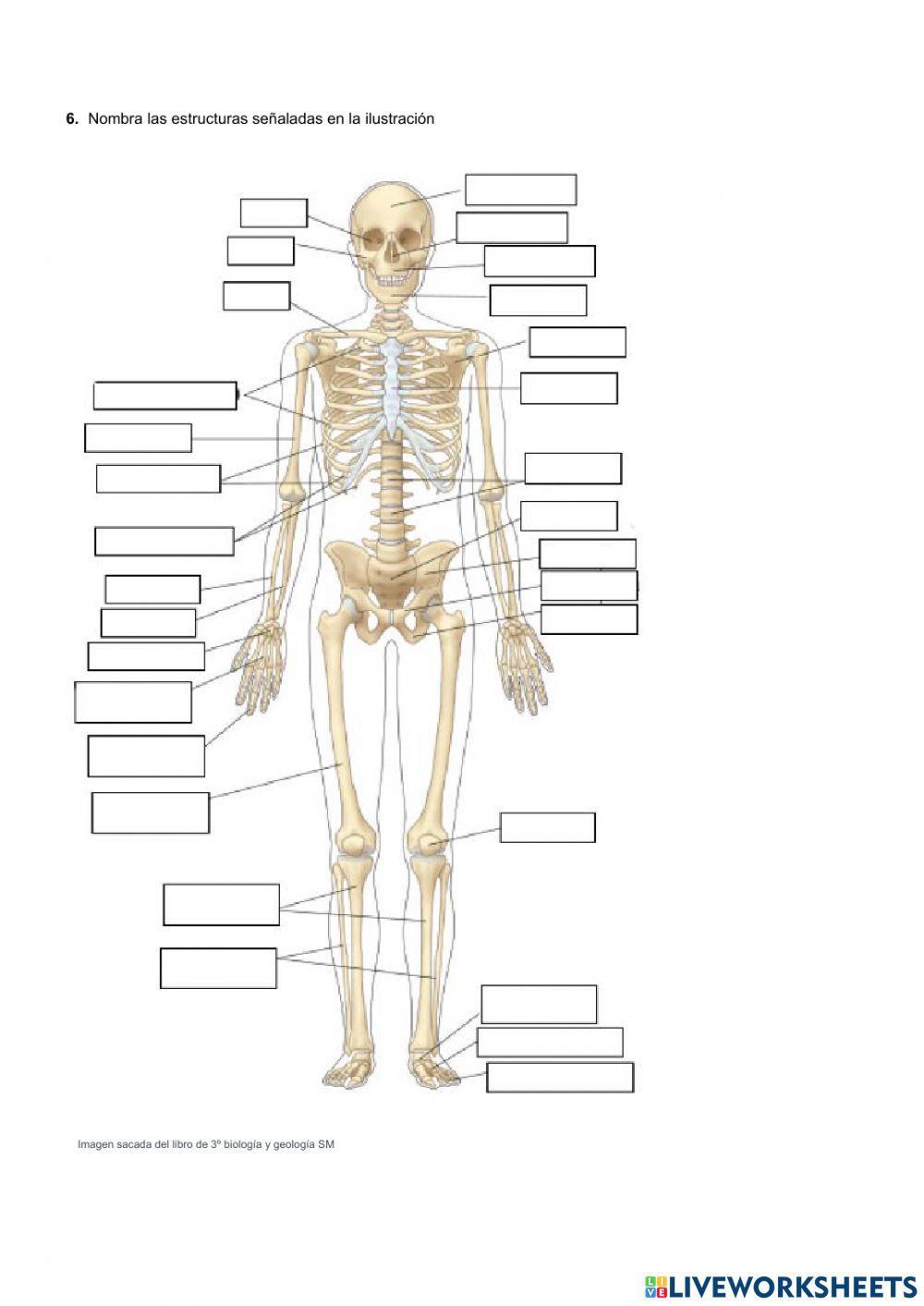 Receptores y efectores. Estímulos y respuestas