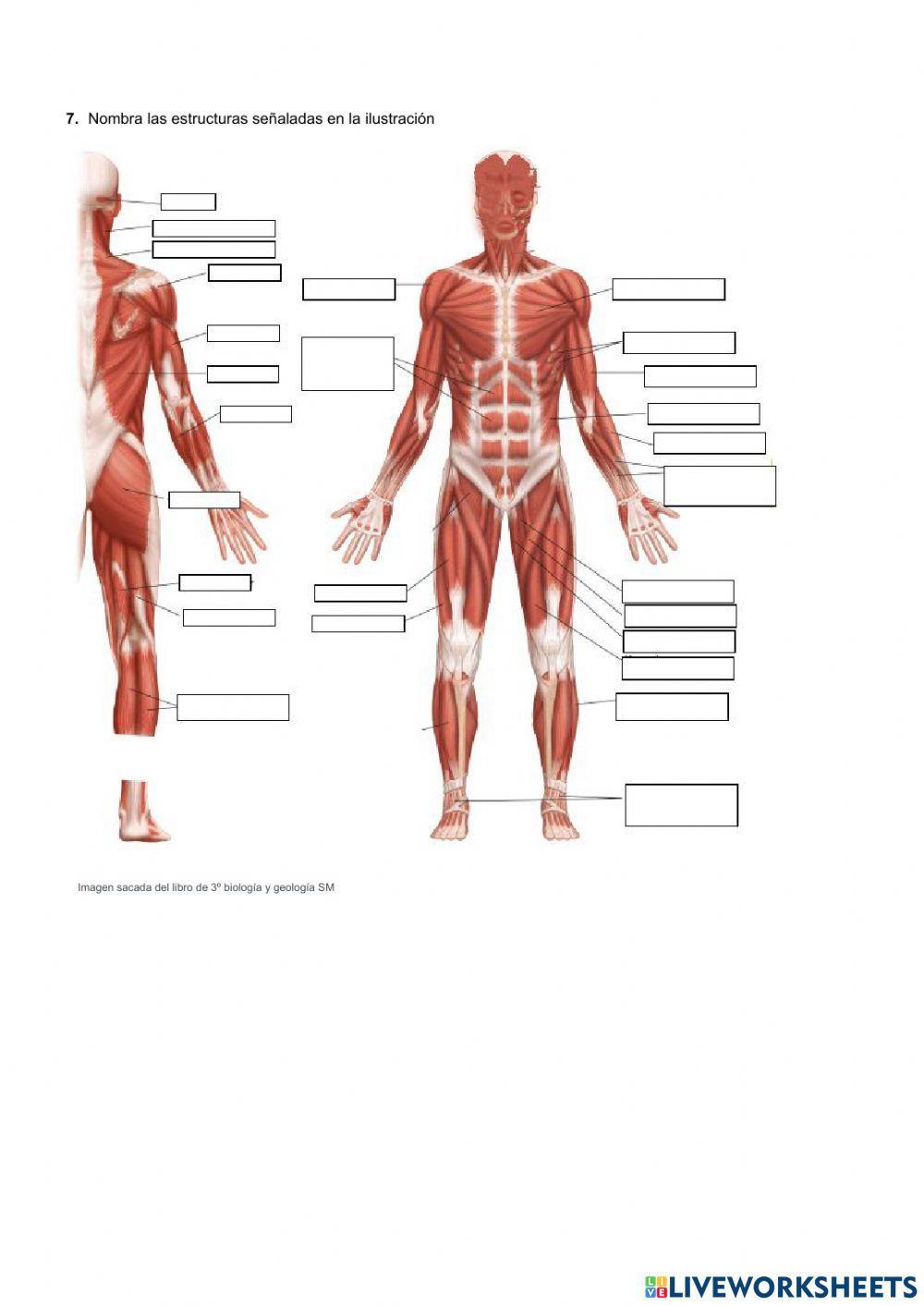 Receptores y efectores. Estímulos y respuestas