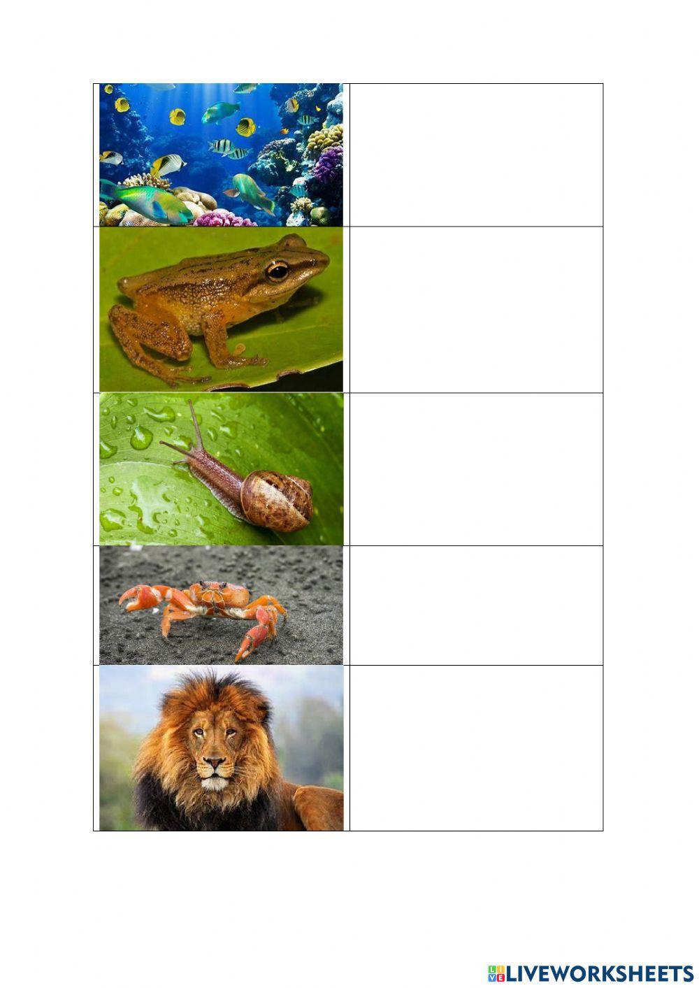 Animais vertebrados e invertebrados