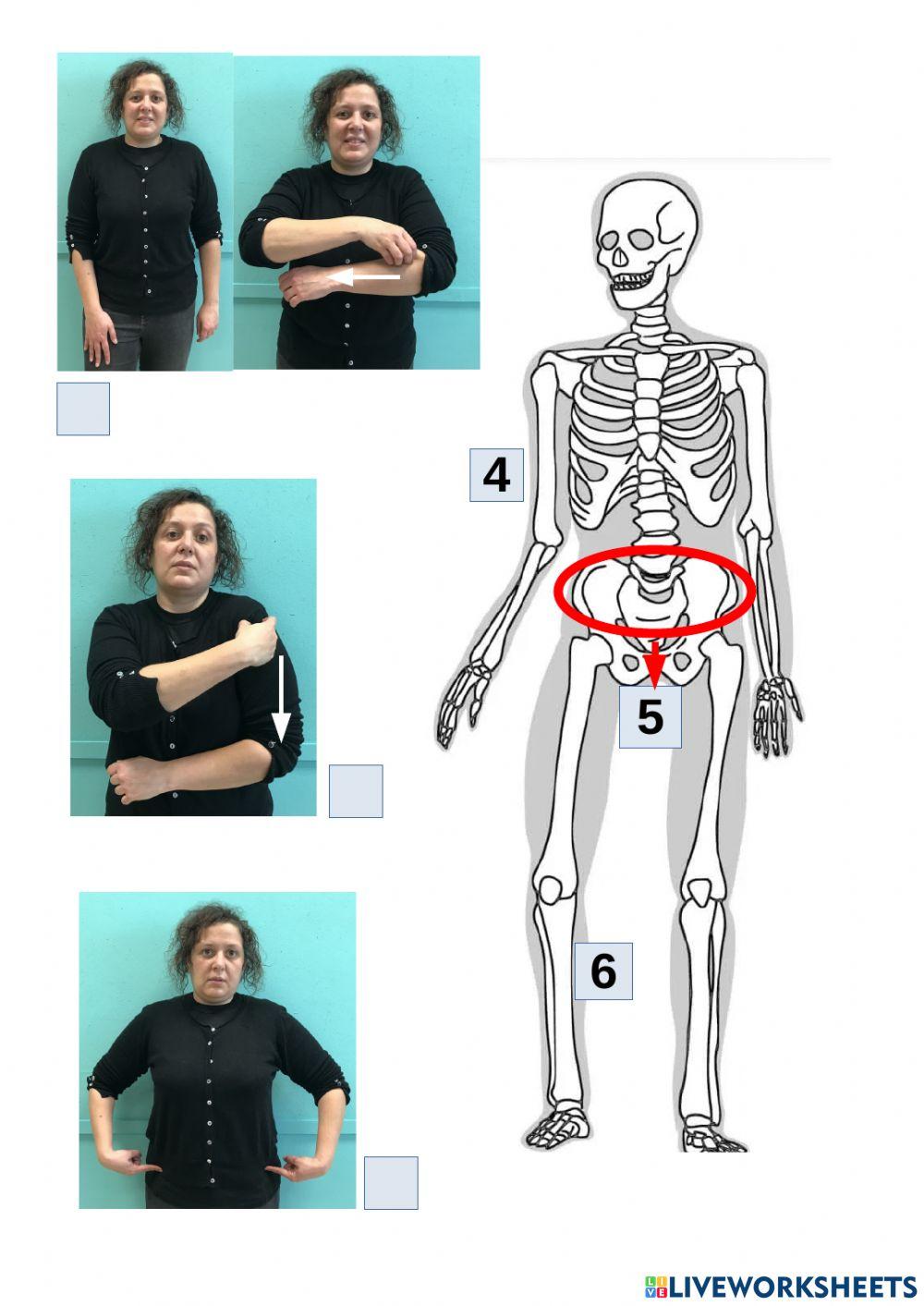 Esqueleto en LSE
