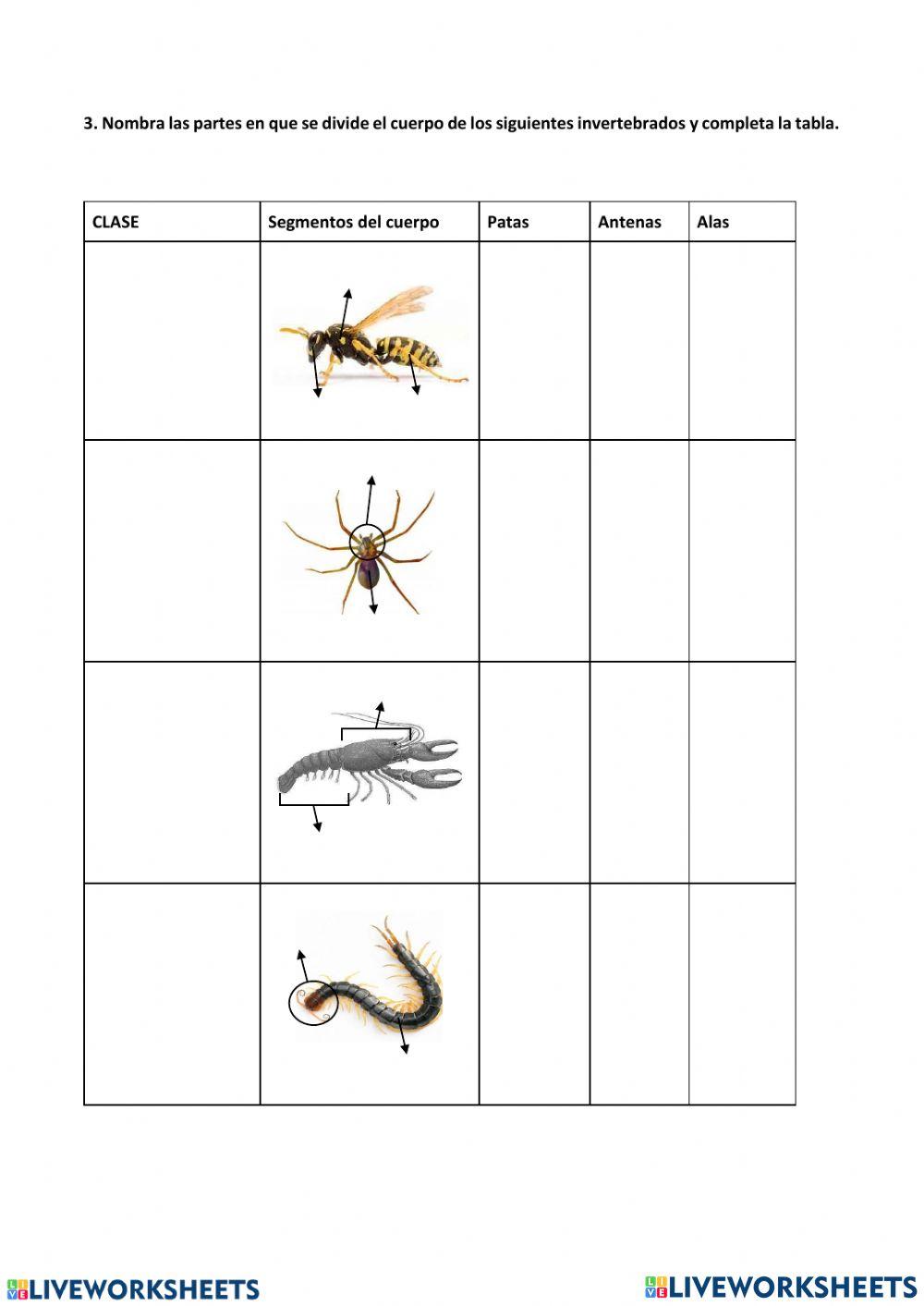 Invertebrados artrópodos