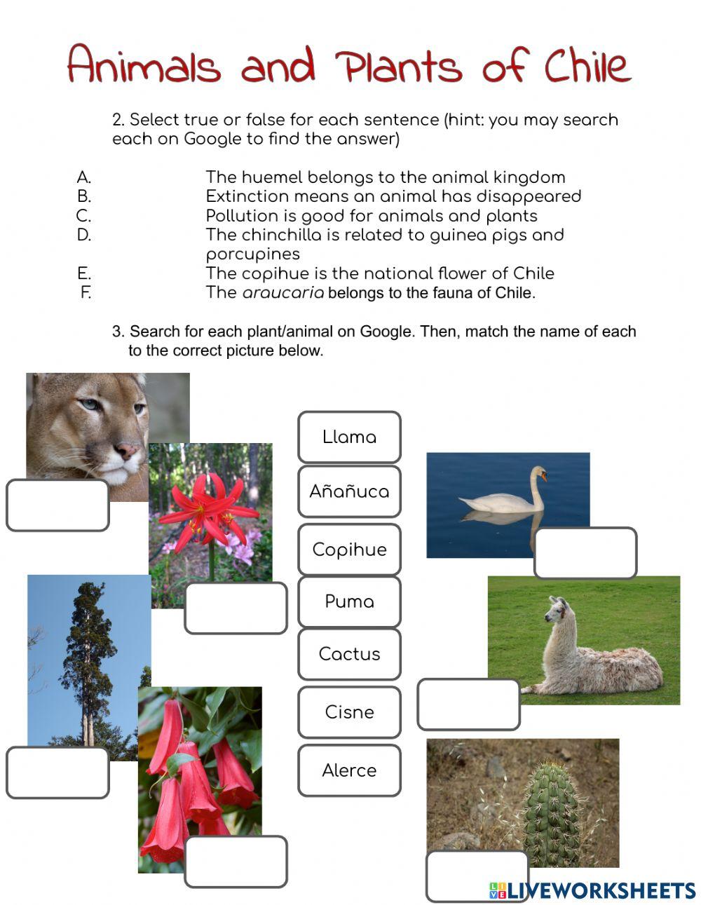 Chile Flora and Fauna Worksheet (English)