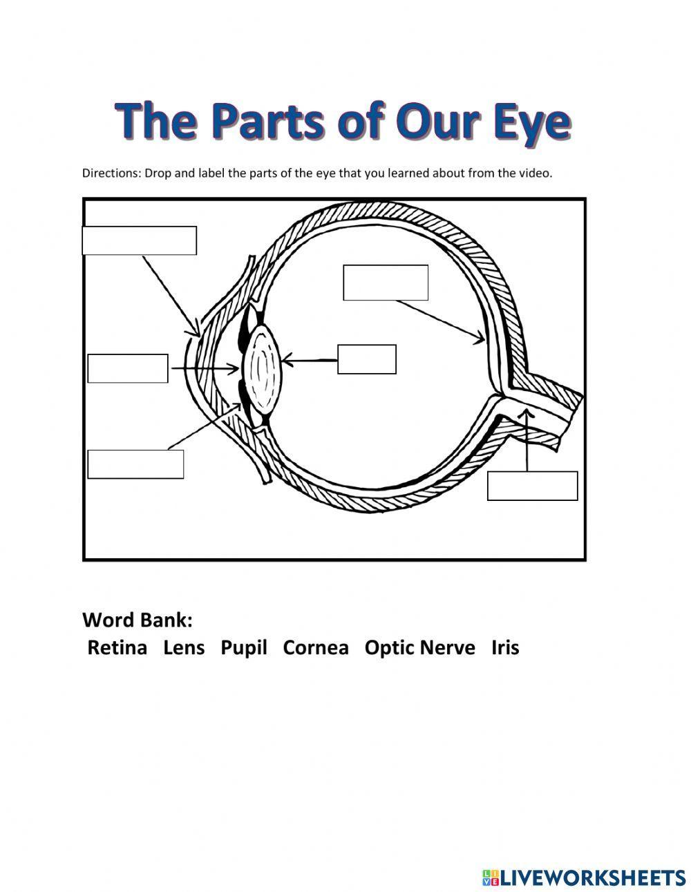 The Parts of Our Eye The Parts of Our Eye