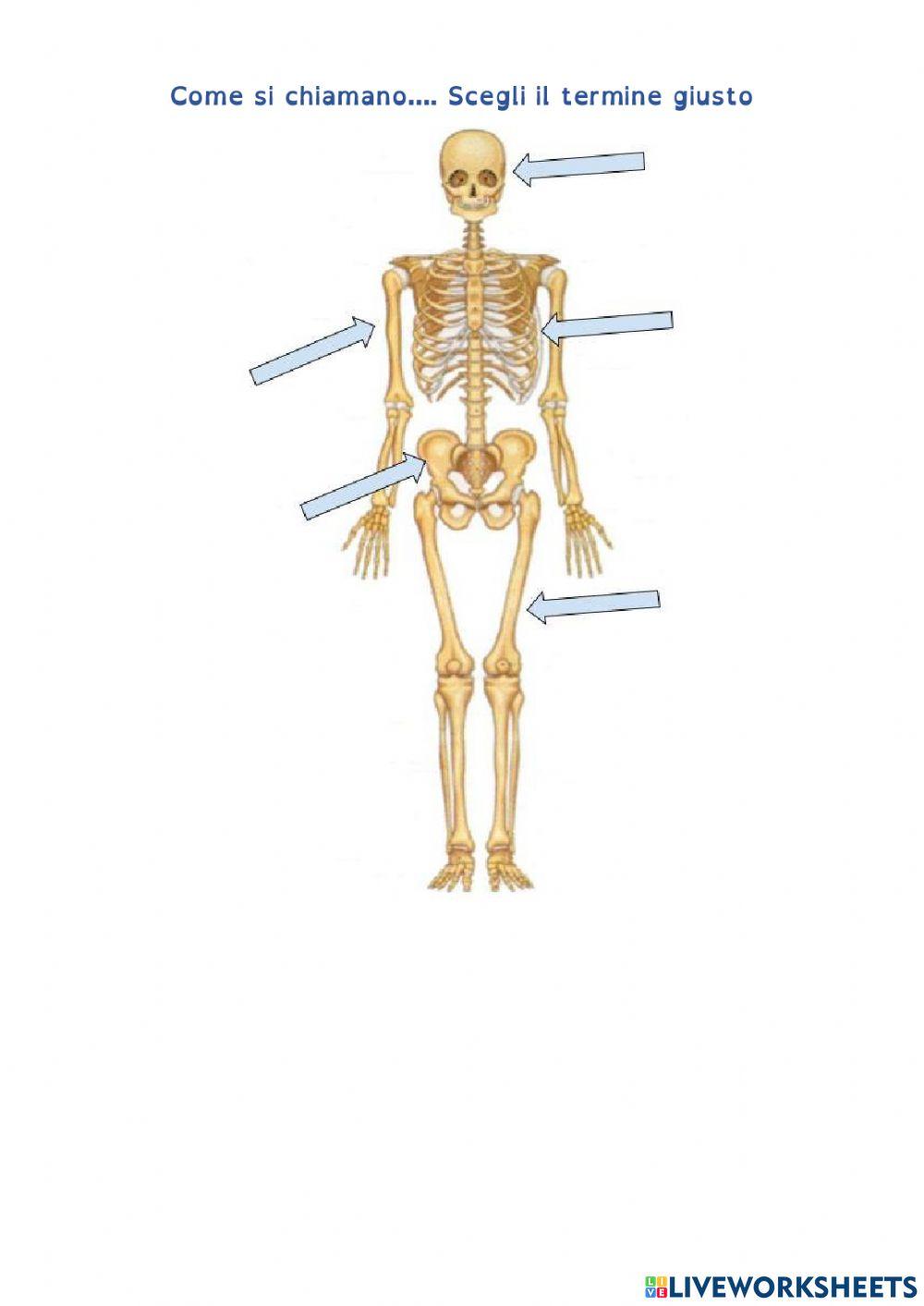 lo scheletro