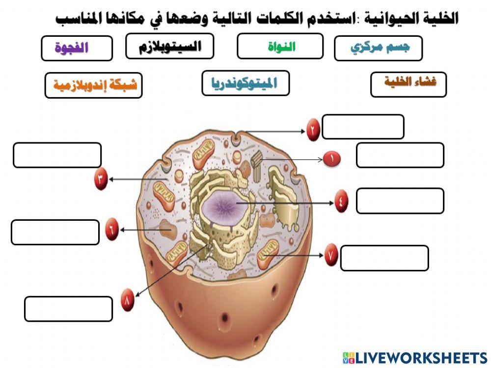 الخلية الحيوانية