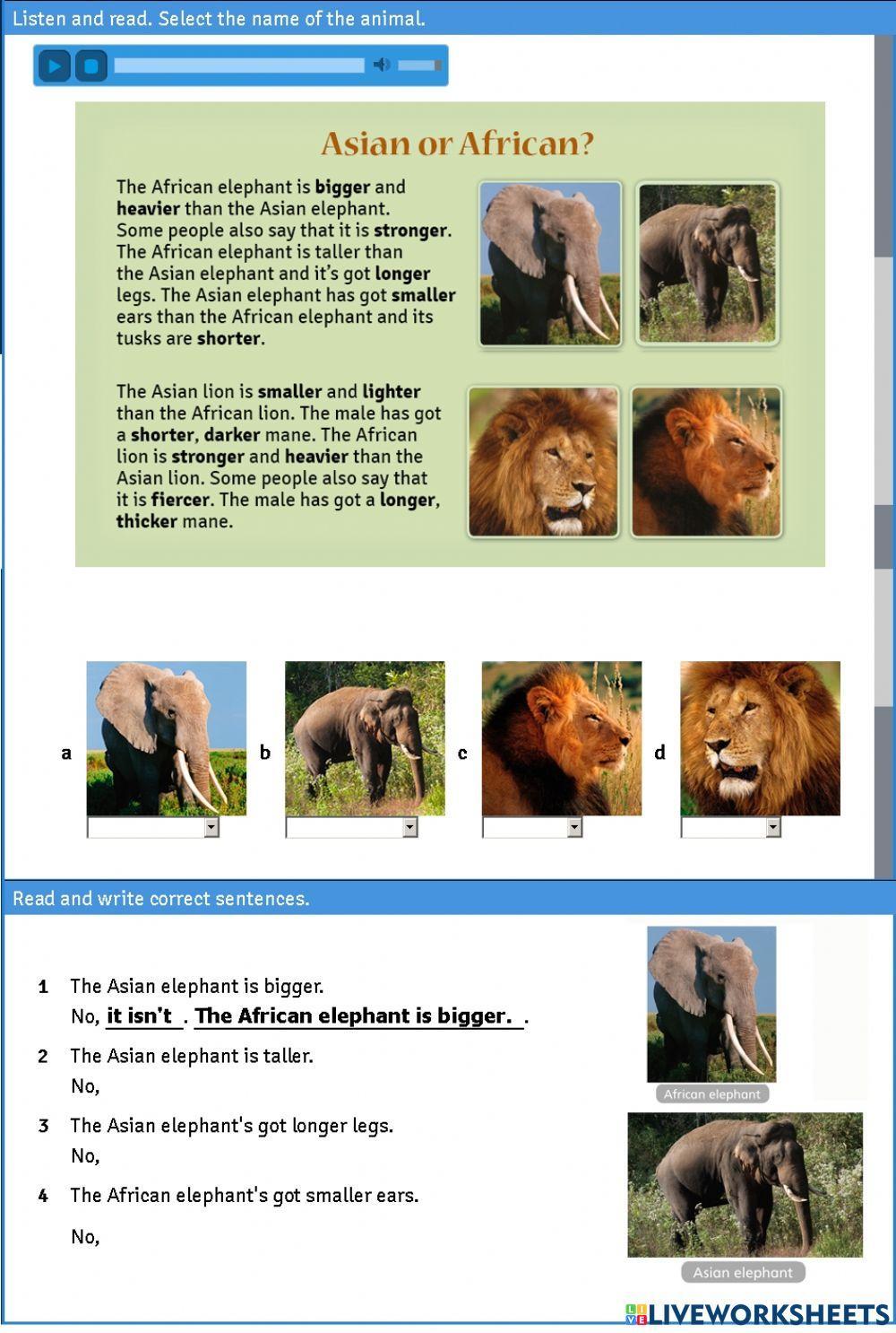 Asian or african tiger 5 macmillan