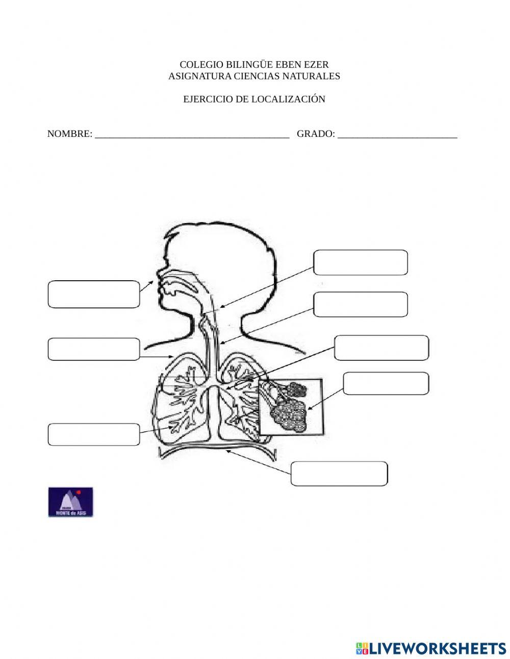 Partes del sistema respiratorio