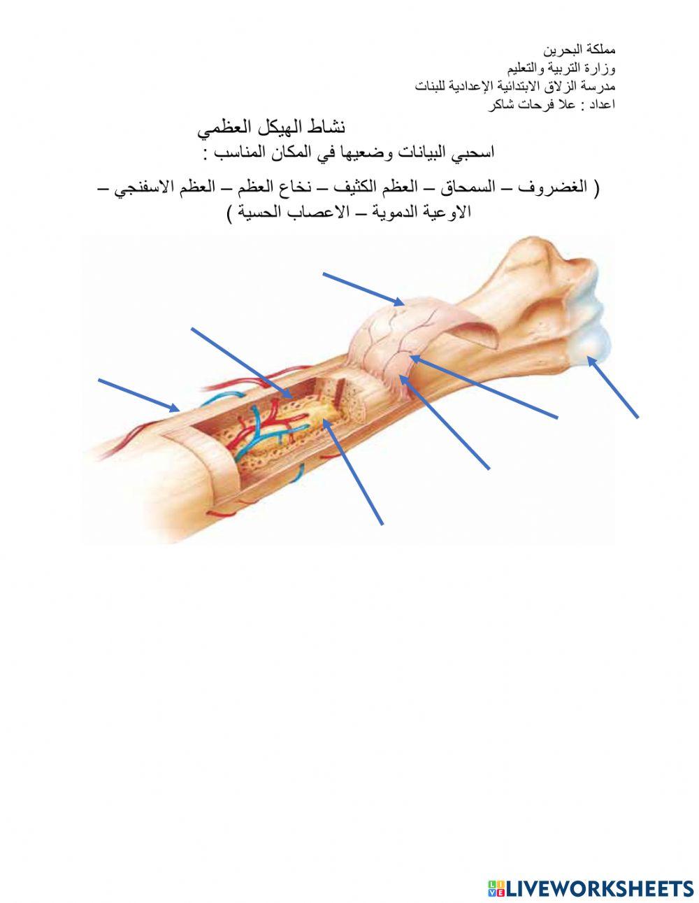 تركيب العظم