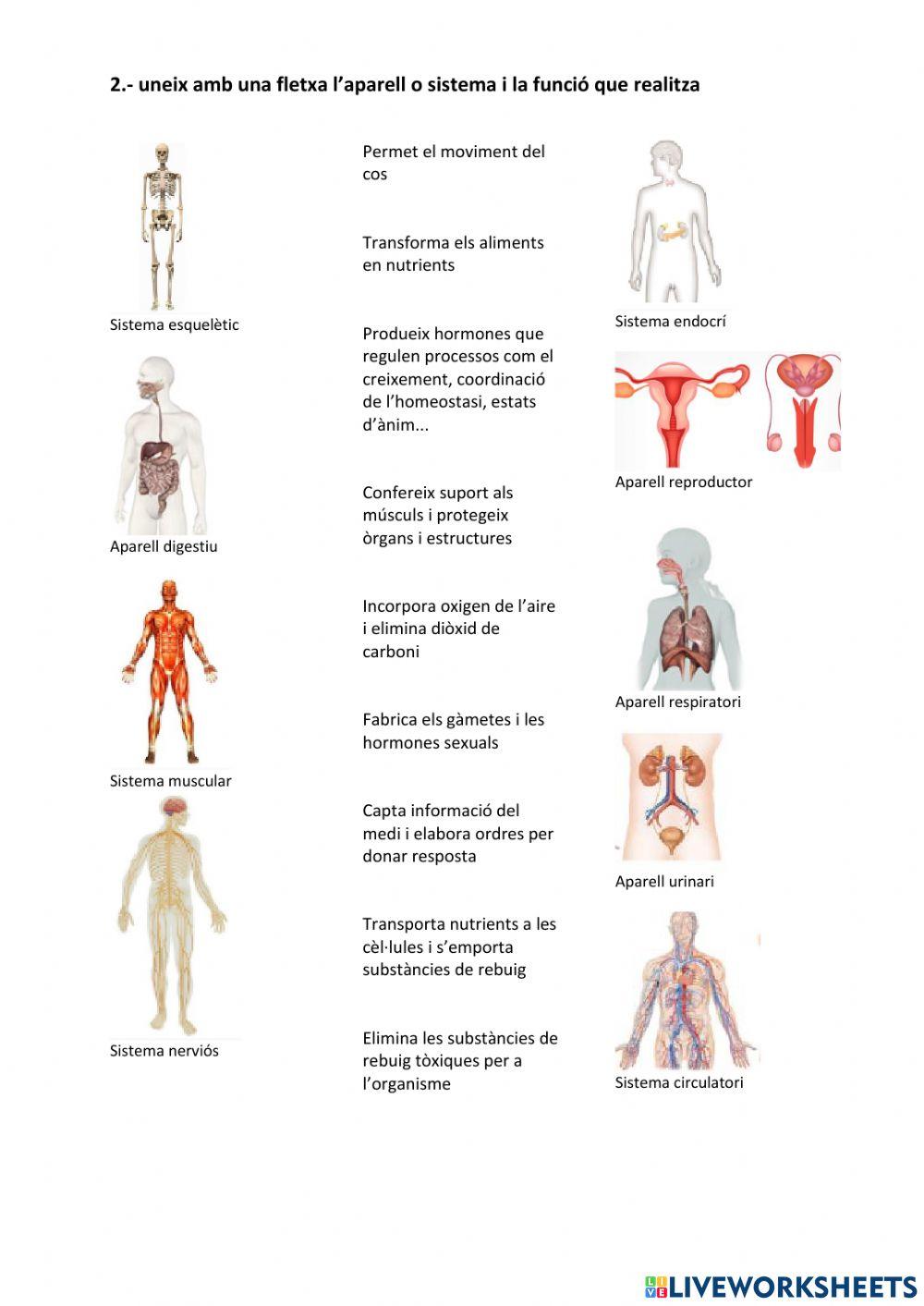 Aparells i sistemes cos humà 2