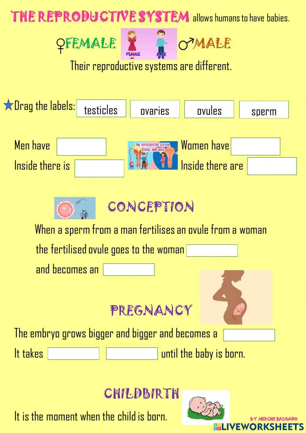 The reproductive system