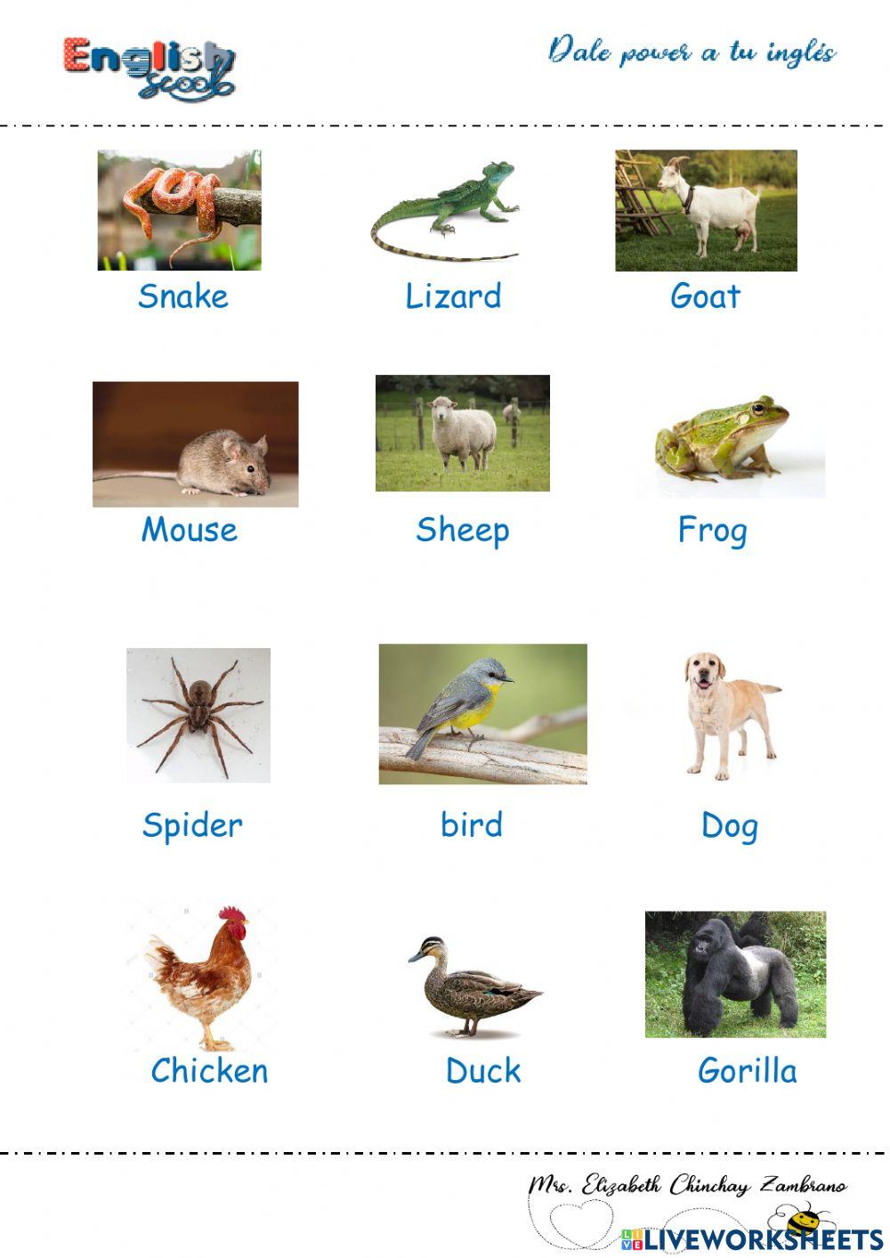 Animals vocabulary