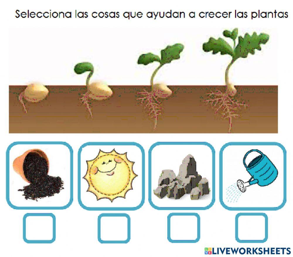 Plantas