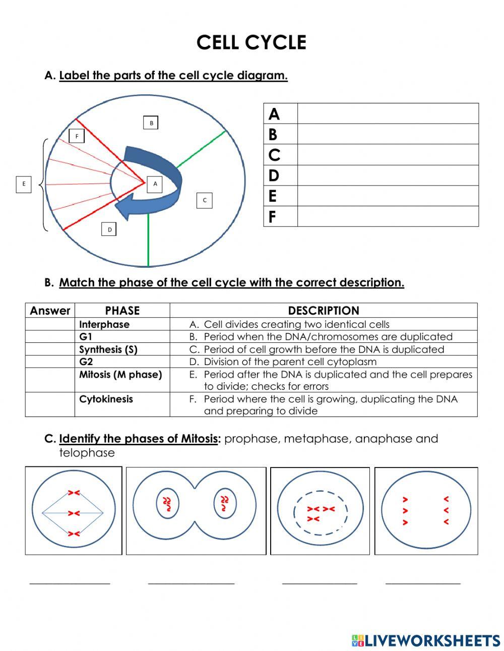 The cell cycle worksheet Biology Diagrams