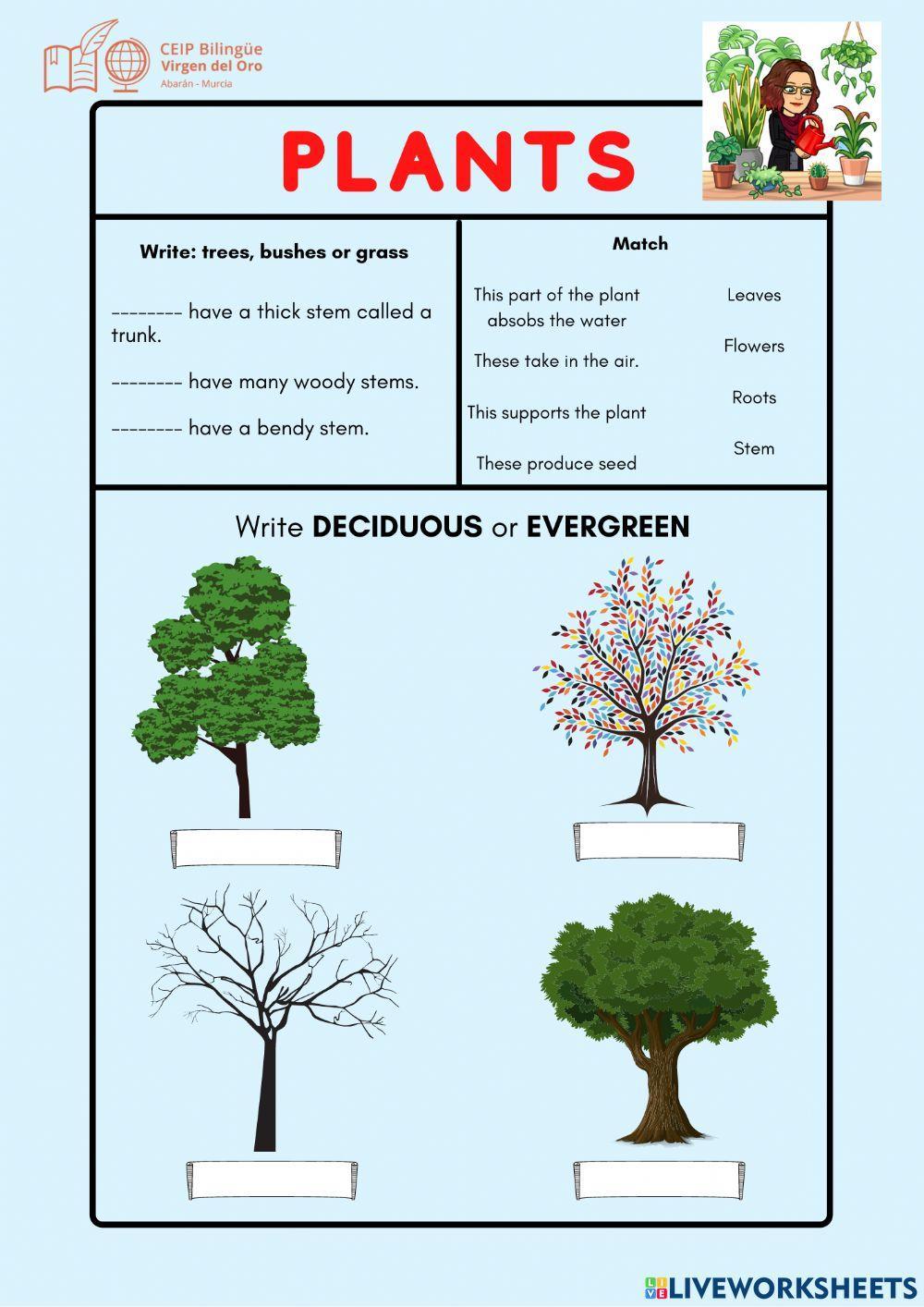 Classification of plants