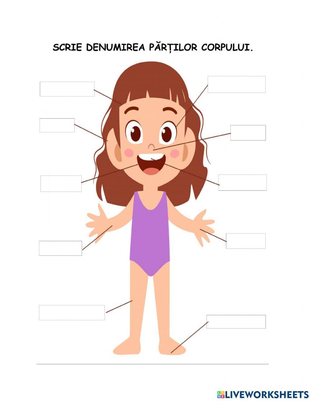 Părțile corpului - fata