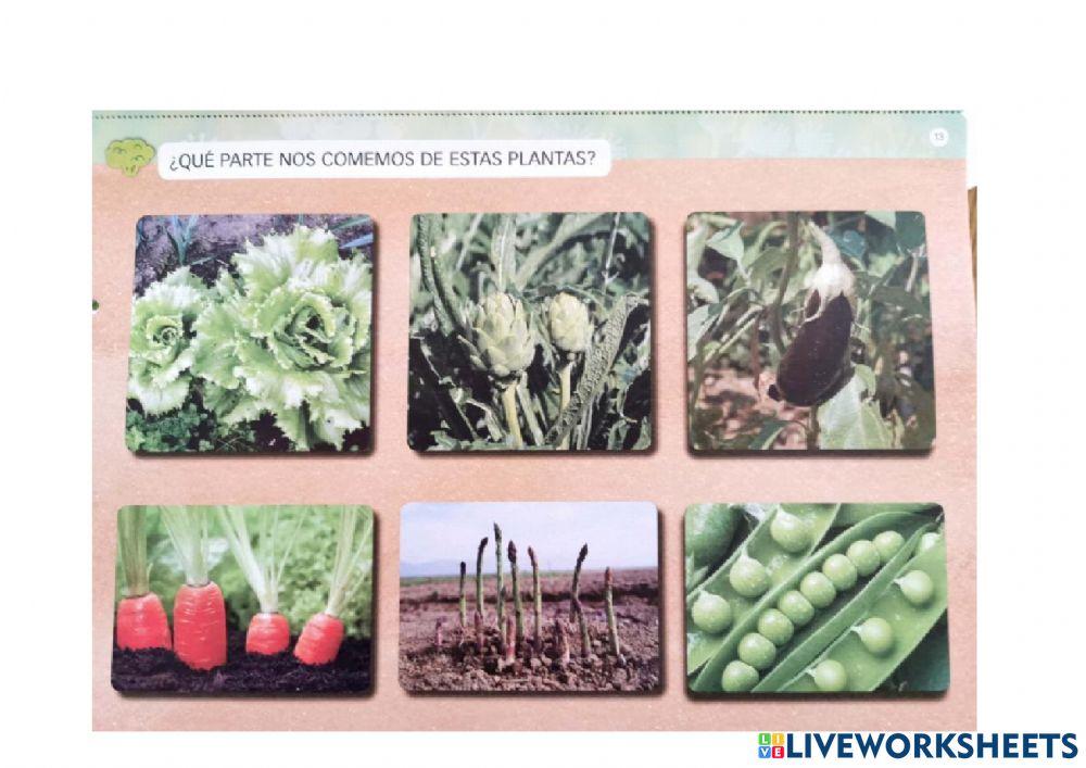 El huerto. ¿Qué parte de la planta nos comemos?