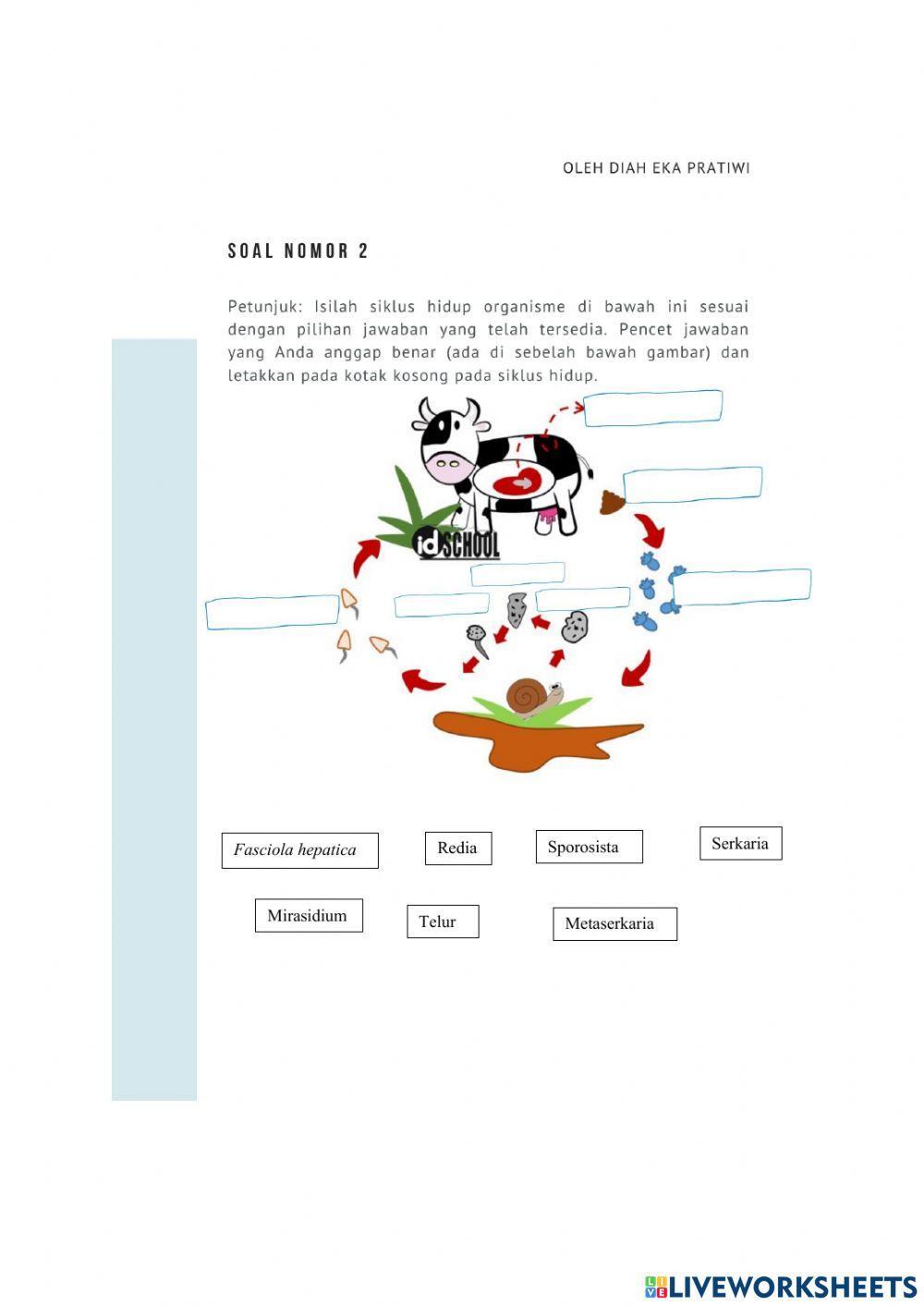 LKPD Animalia (Invertebrata) Kelas X