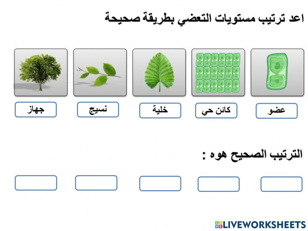مستويات التعضي
