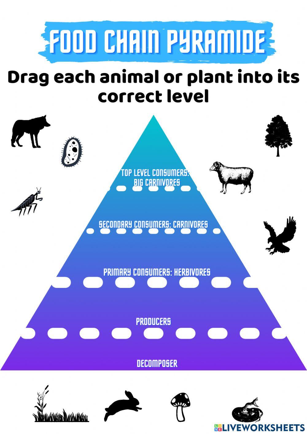 Food chain pyramide worksheet Biology Diagrams