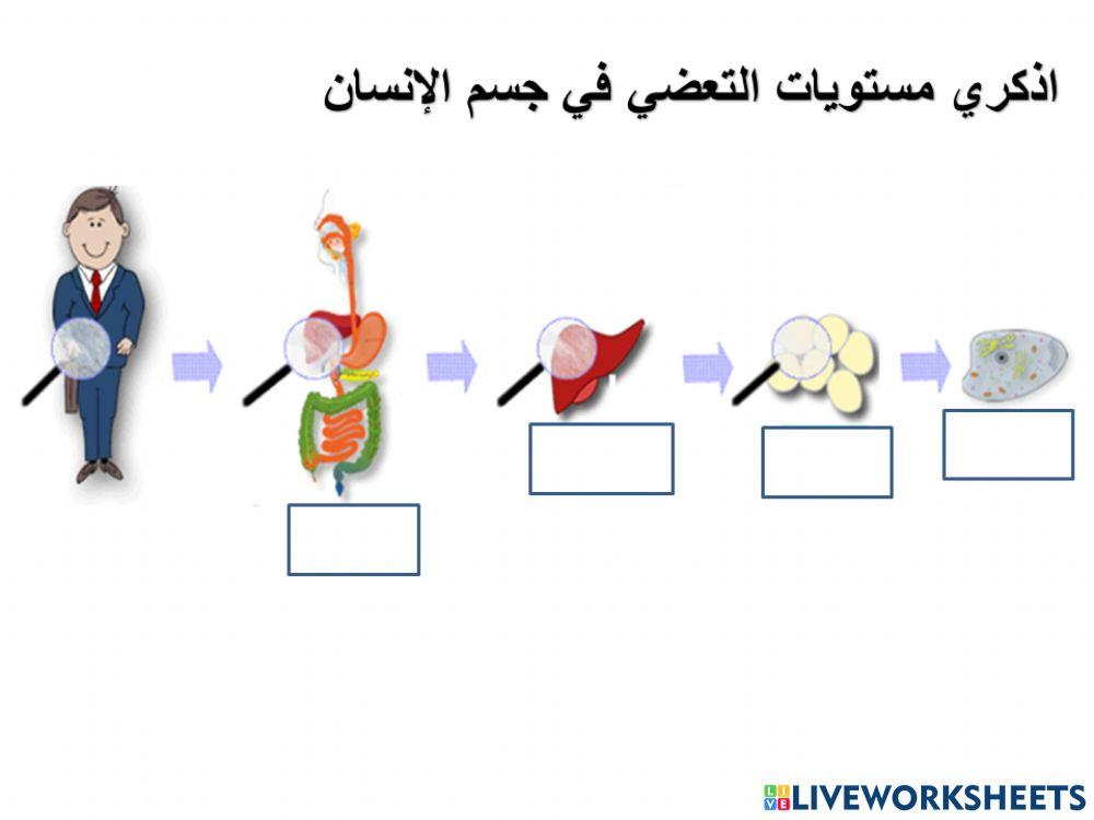 مستويات التعضي في جسم الانسان