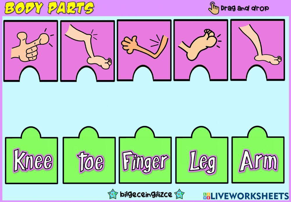 Body Parts (Puzzle Match)