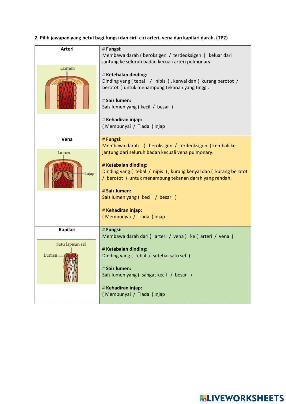 3.2 Sistem peredaran darah(jantung manusia)