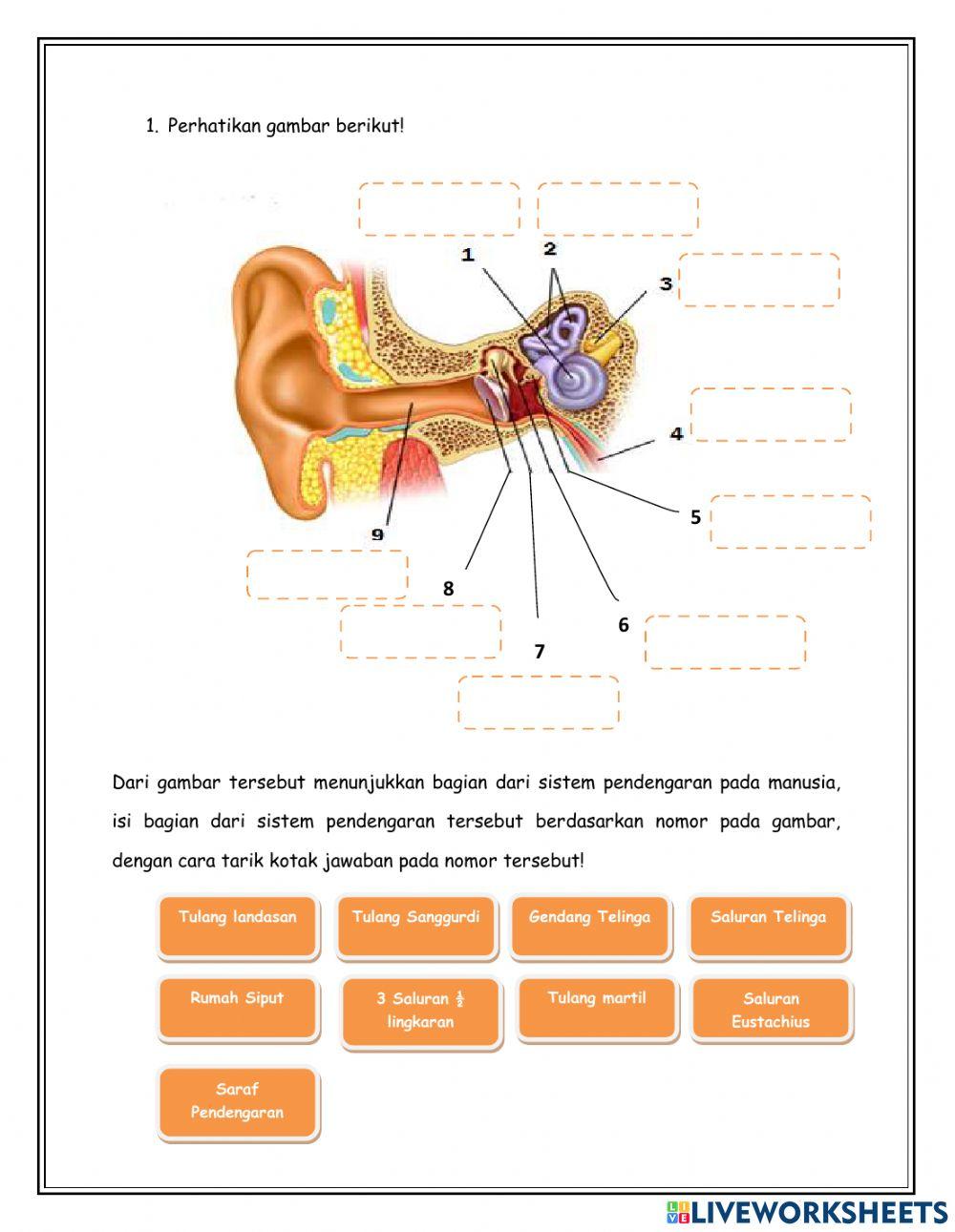Latihan Soal (Mekanisme Sistem Pendengaran Pada Manusia dan Hewan)