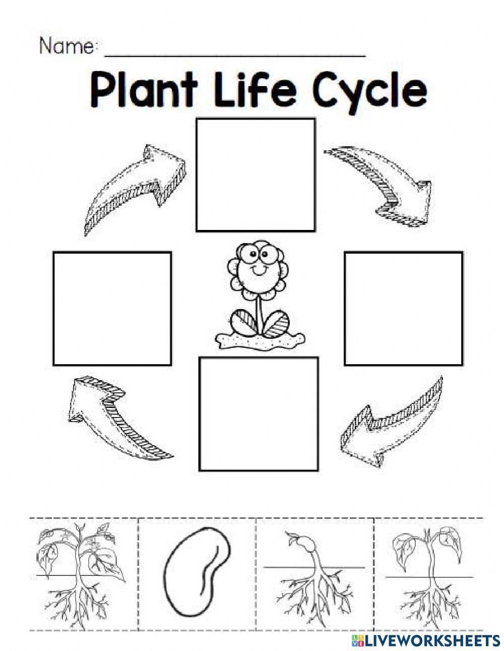 Plant Life Cycle (K)