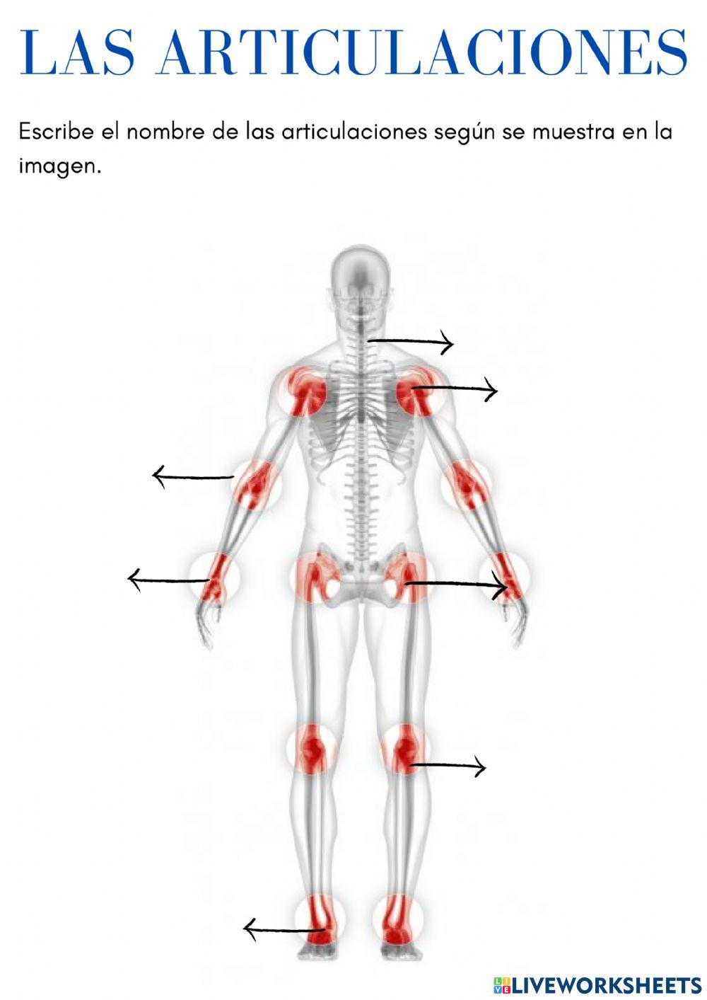 Músculos y Articulaciones