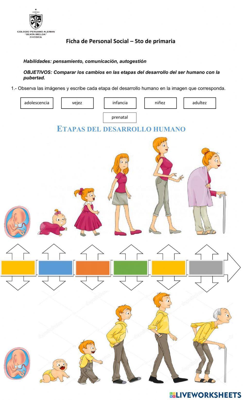 Las etapas del ser humano y la pubertad