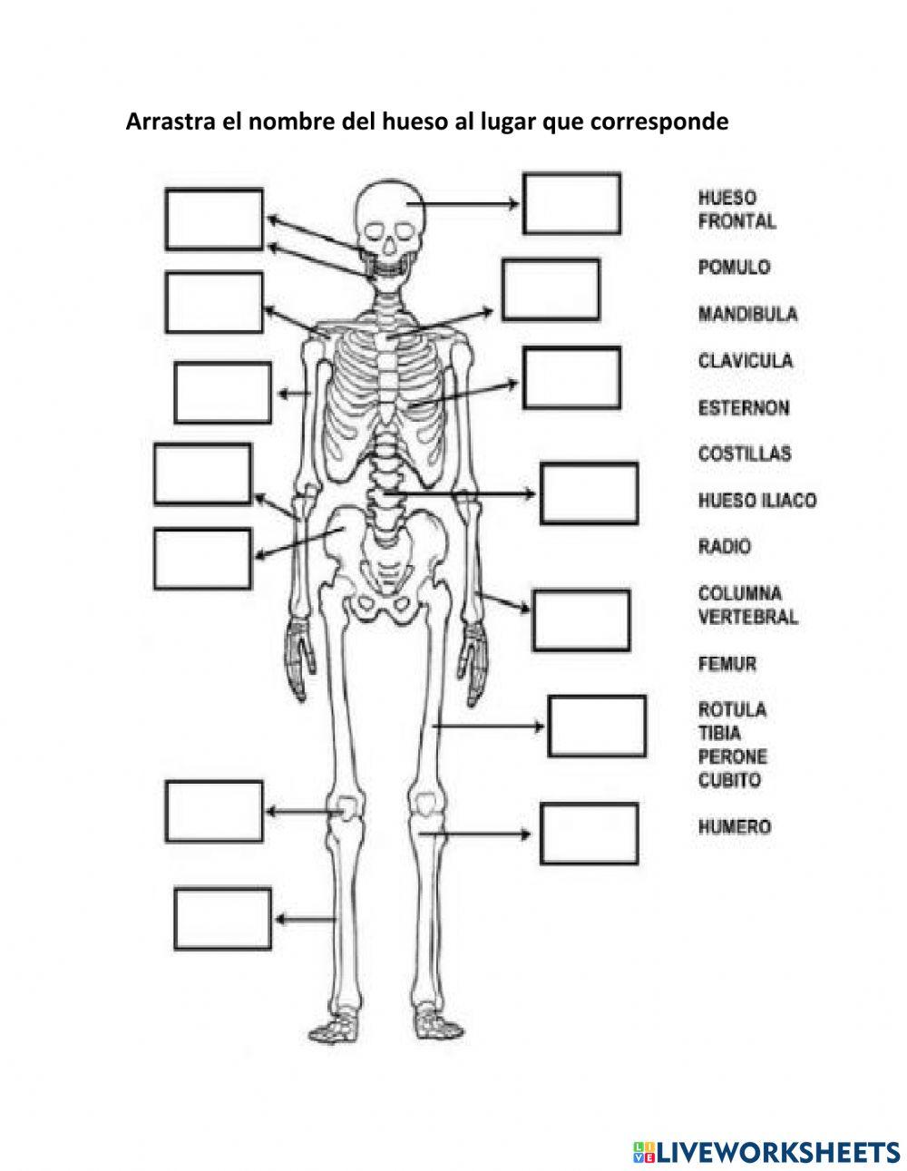 Sistema Oseo por anatomiahumanablog.wordpress.